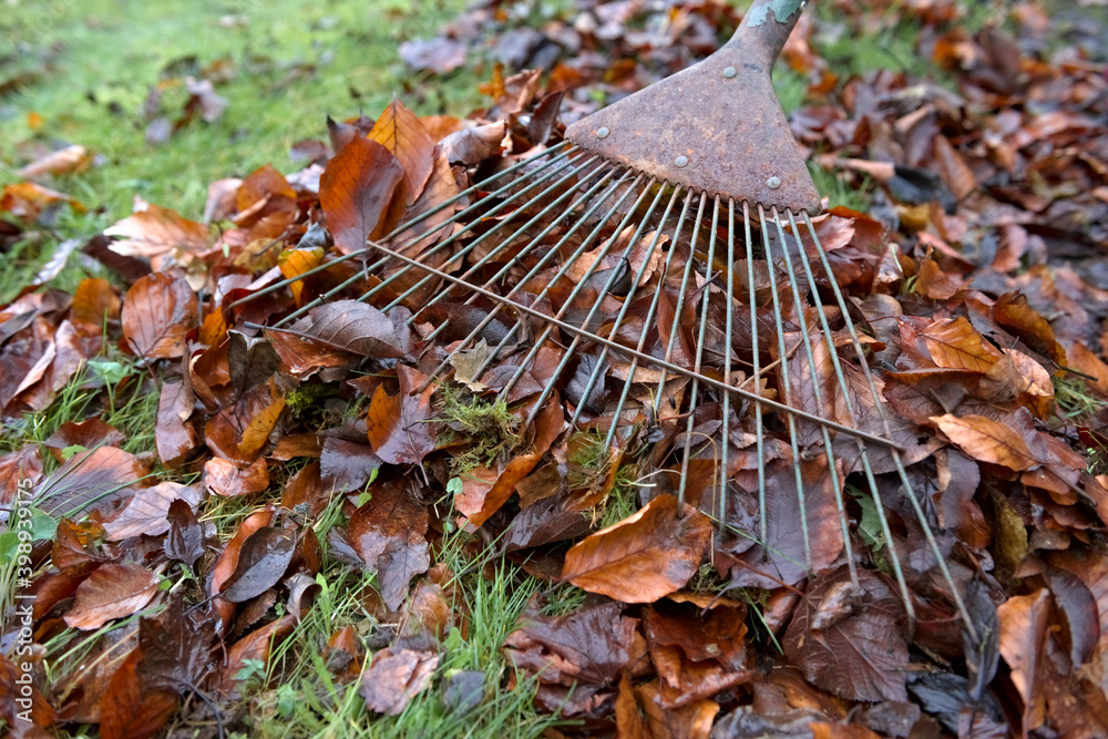 Wall mural Vibrant orange autumn leaves being swept up by a garden rake