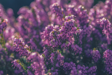 pink flowers of heather flower