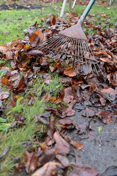 Vertical image of a garden rake sweeping fallen leaves along a path.