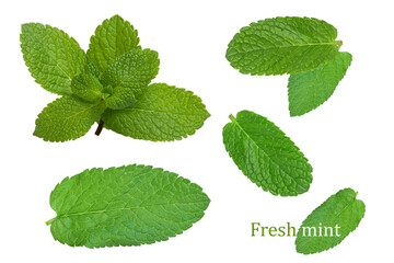 a twig of fresh aromatic mint on a white background