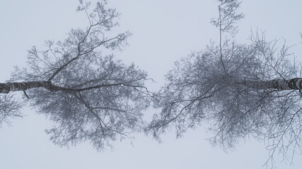 Fototapeta na wymiar Tajemnicza leśna droga we mgle w pochmurny dzień