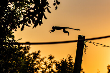 silhouette of a macaque