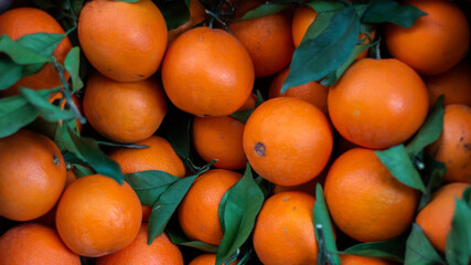 Tenemos unas naranjas reci&eacute;n recogidas, maduras y saludables.