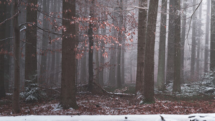 Tajemniczy zimowy las we mgle