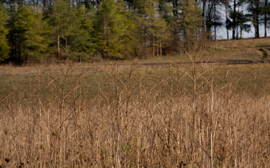 Obraz premium looking across an autumn meadow toward a line if green leaved trees