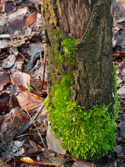 vibrant green moss grows around a tree stump