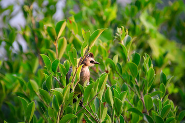 Beautiful bird in the morning in southern Thailand.
