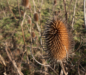 golden brown Dipsacus fullonumteasel autumnal prickly spiky thistle 