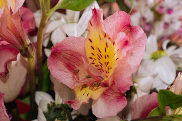 Fresh pink alstroemeria in bouquet. Macro. Close-up