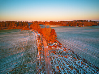 Winter green Agricultural field winter crops under snow. Colorful trees December sunset