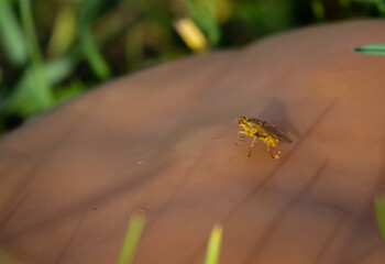 closeup of a yellow fly on top of a large brown field mushroom  