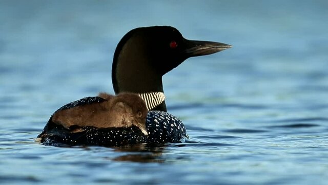 Common Loon adult with young riding on back, baby sleeping on back, taken in central MN