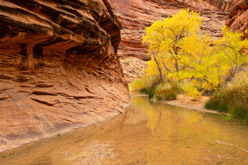 Escalante River In Coyote Gulch During Fall Colors