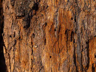 Obraz premium Old Tree Wood Texture