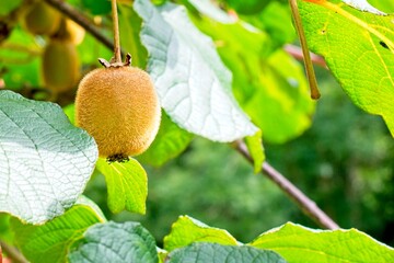 single kiwi on the plant ready to be harvested