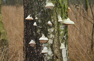 Lots of Beeswax Bracket fungi growing on a standing dead Birch tree