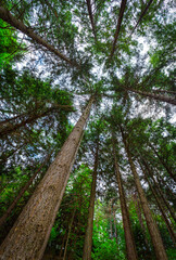 Fototapeta premium Chiome di alberi