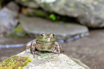 frog at the pond