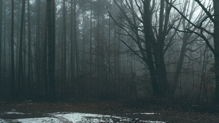 Tajemnicza leśna droga we mgle w pochmurny dzień