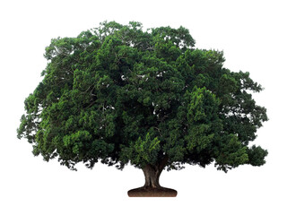 Ficus. Fig tree isolated on a white background
