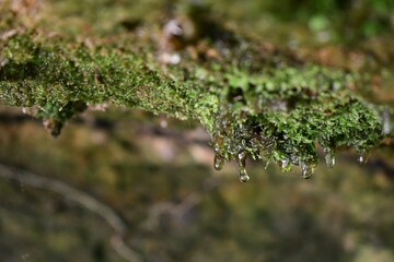Water Drop from Moss I
