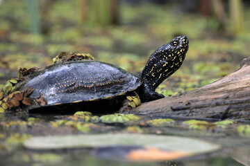 The European pond turtle (Emys orbicularis) or the European pond terrapin in the lagoon with green background.