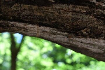 Daddy Long Leg on Log