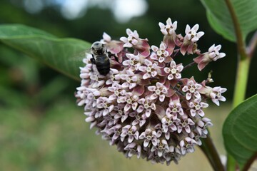 Bumblebee on the Milkweed IV