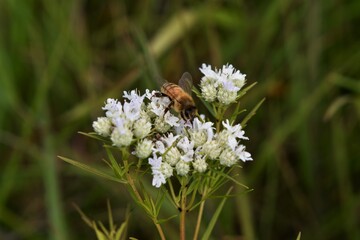 Bumblebee Eating Viburnum