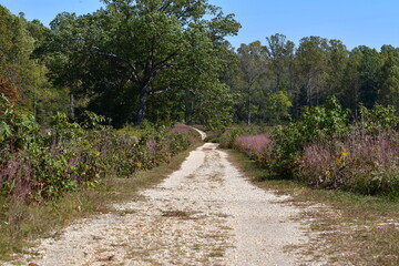 Fototapeta na wymiar Forest Path II