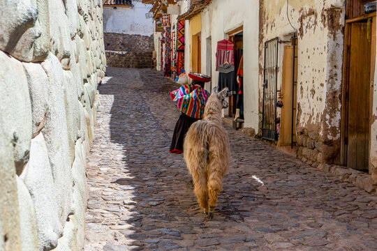 Peru, Cuzco, A Lama is walking behind a local women in the old streets of Cuzco. 