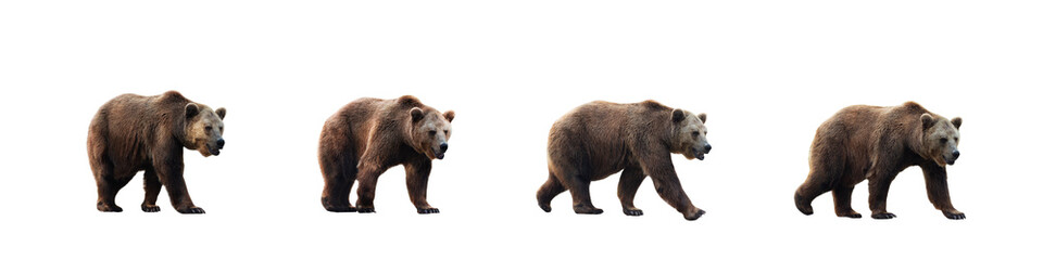 Set of brown bears over white background. Large collection of dangerous predators of grizzly bears.