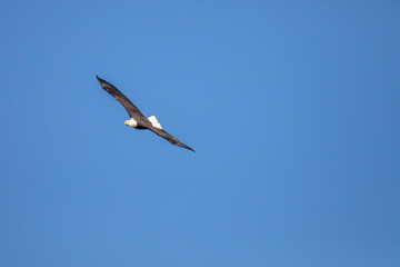 Bald Eagle flying  in blue sky