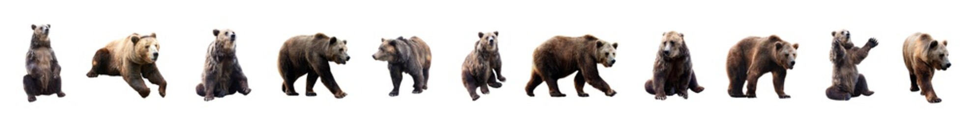 Set of brown bears over white background. Large collection of dangerous predators of grizzly bears. 