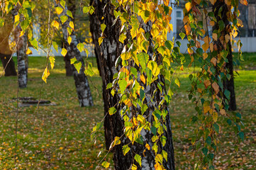 Birch leaves in the sunlight.