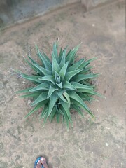 cactus in the desert