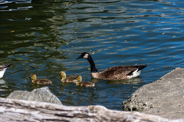 Mother goose swimming with her babies on the river.