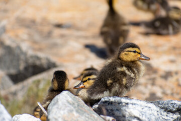 ducklings relaxing in the sun
