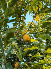 Lemon tree with several ripe lemons