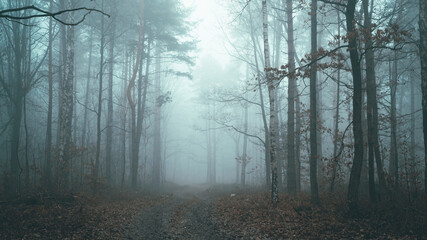 Obraz na płótnie Canvas Tajemnicza leśna droga we mgle w pochmurny dzień