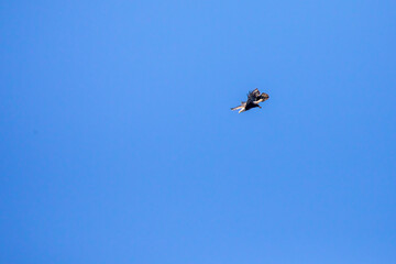 Osprey and American Bald Eagle fighting  in blue skies