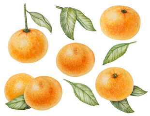 set of watercolor orange tangerines with leaves isolated on white