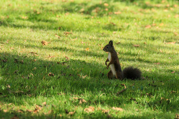 Squirrel standing on green grass curios wildlife animal
