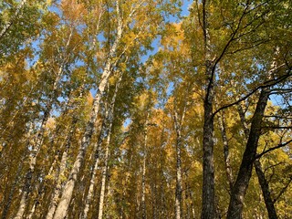 autumn leaves in the forest