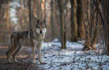 Wild wolf in the forest. Winter forest. Photo of a wild wolf in a snowy park.