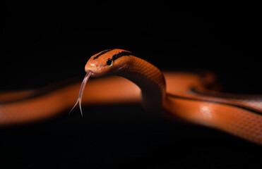 Fototapeta premium Rat snake (Oreocryptophis Porphyraceus Coxi) with black background. Orange snake.