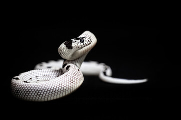 California King Snake (Lampropeltis getula californiae). White snake.