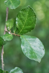 water drops on leaves