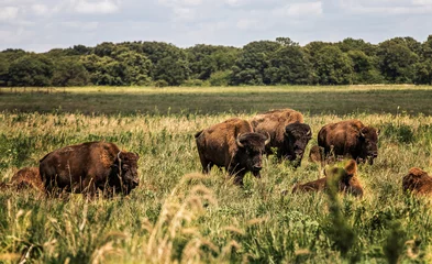 Tuinposter bison on the range in summer © Deana