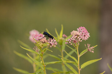 black beetle resting on pink flower bush